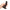 Calexotics - Dildo Boundless 12 Cm Compatibile Con Imbracatura