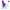 Calexotics - Manhattan Beach Marvel Vibratore Coniglio Viola Di California Dreaming