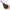 CALEXOTICS - ONE WAY DOCCIA ANALE NERA